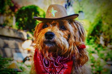 Entry image for Seamus. Clicking this image will show a larger photo