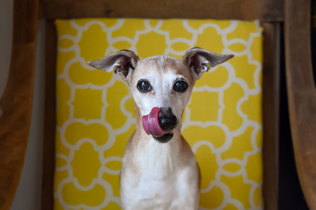 Entry image for Sorbi. Clicking this image will show a larger photo