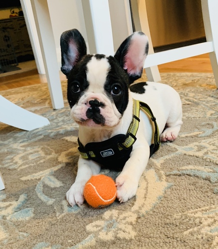 Entry image for Cannoli. Clicking this image will show a larger photo