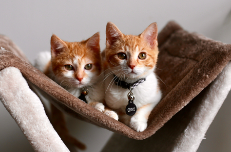 Entry image for Ginny and Molly . Clicking this image will show a larger photo