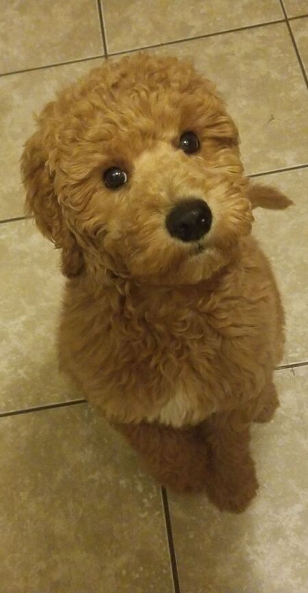 Entry image for Elvis. Clicking this image will show a larger photo