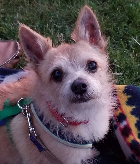 Entry image for Roscoe. Clicking this image will show a larger photo