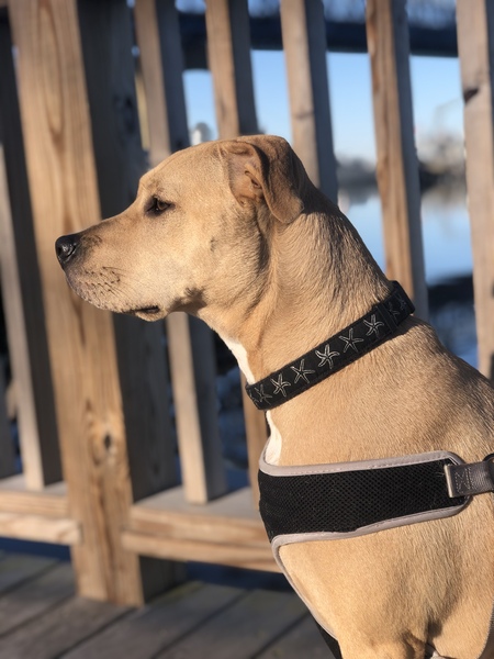 Entry image for Zoey. Clicking this image will show a larger photo