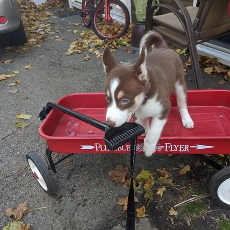 Entry image for Willow. Clicking this image will show a larger photo