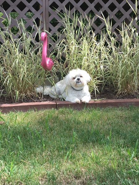 Entry image for Ziggy. Clicking this image will show a larger photo