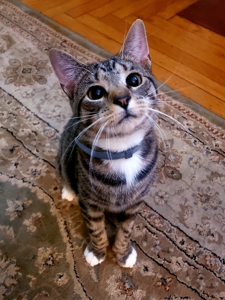 Entry image for Simone. Clicking this image will show a larger photo