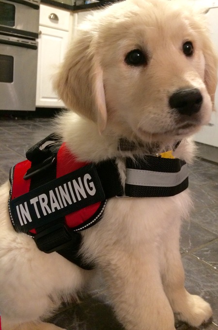 Entry image for Rory . Clicking this image will show a larger photo