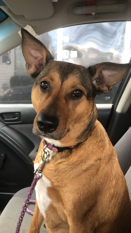 Entry image for Laya. Clicking this image will show a larger photo