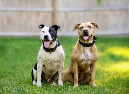 Entry image for Cruiser & Josie. Clicking this image will show a larger photo