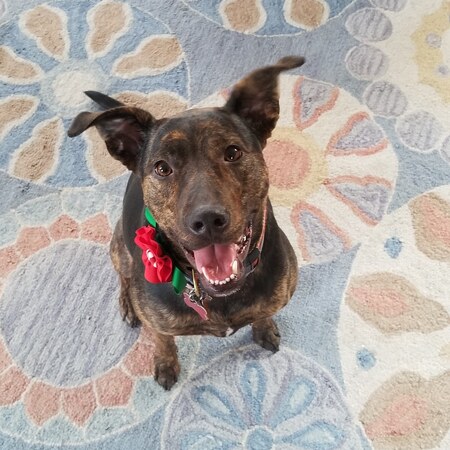 Entry image for Ember. Clicking this image will show a larger photo