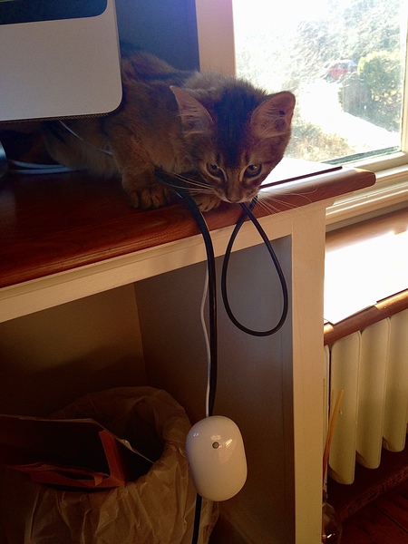 Entry image for Cosmo. Clicking this image will show a larger photo