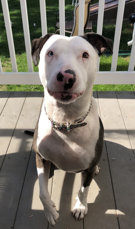 Entry image for Miley Moo. Clicking this image will show a larger photo