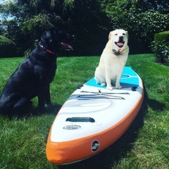 Entry image for Ollie & Beau. Clicking this image will show a larger photo