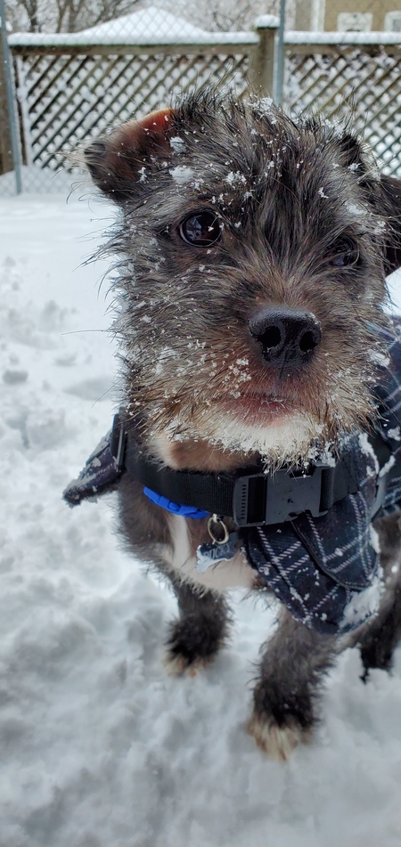 Entry image for Ducky. Clicking this image will show a larger photo