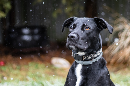 Entry image for Otis. Clicking this image will show a larger photo