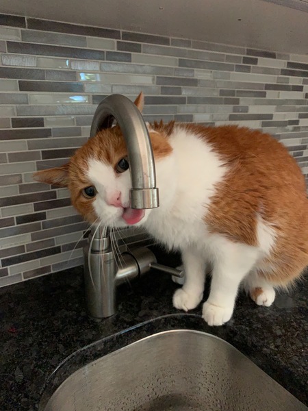 Entry image for KC. Clicking this image will show a larger photo