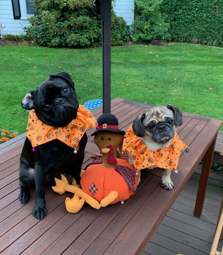 Entry image for Winston & Daisy. Clicking this image will show a larger photo