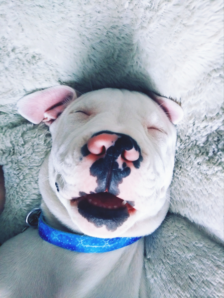 Entry image for RHINO. Clicking this image will show a larger photo