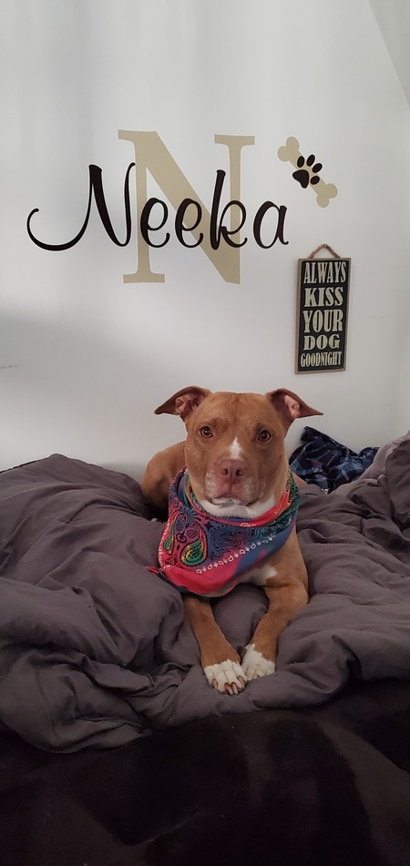 Entry image for Neeka. Clicking this image will show a larger photo