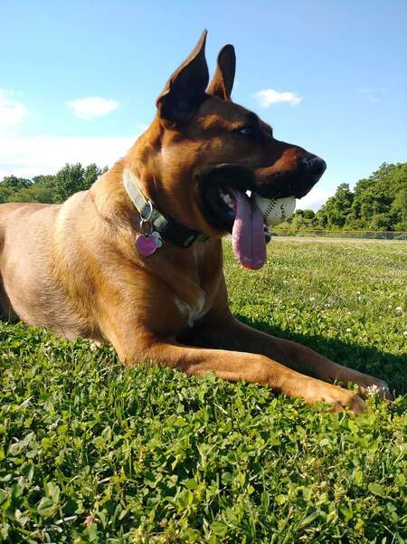 Entry image for Schatzi. Clicking this image will show a larger photo