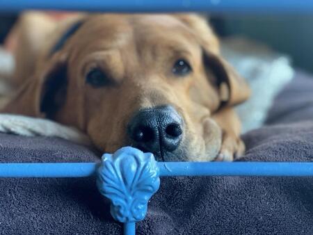 Entry image for Brody. Clicking this image will show a larger photo