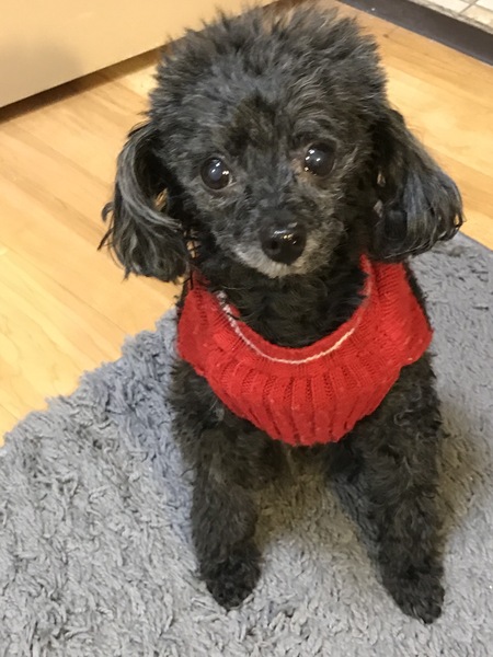 Entry image for Lola Mae. Clicking this image will show a larger photo