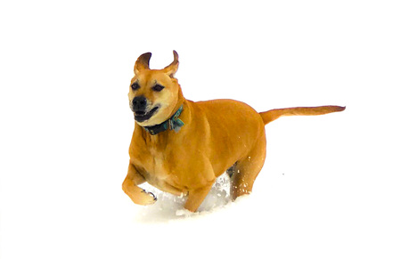 Entry image for Lady. Clicking this image will show a larger photo