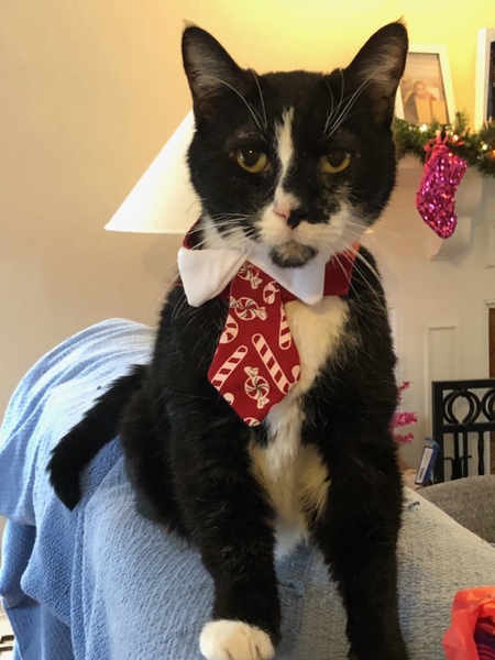 Entry image for Kirby. Clicking this image will show a larger photo