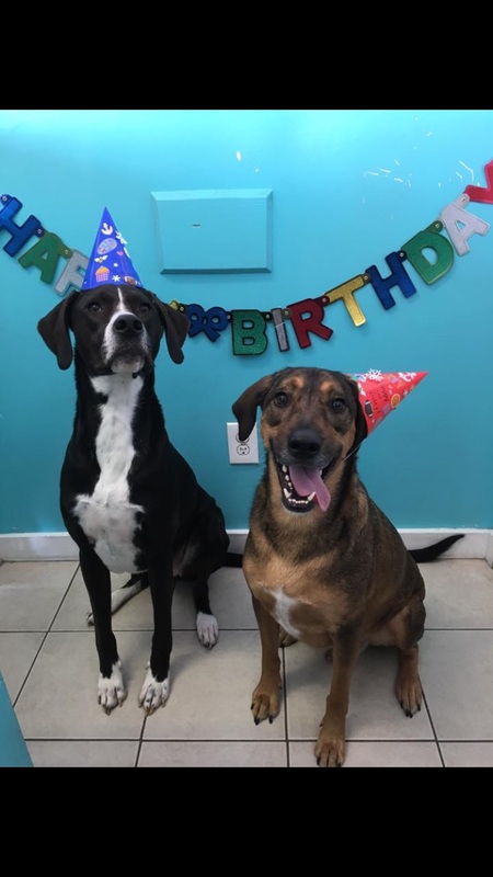 Entry image for Bentley and Tucker . Clicking this image will show a larger photo