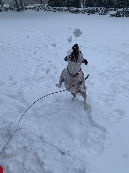 Entry image for Tyson. Clicking this image will show a larger photo