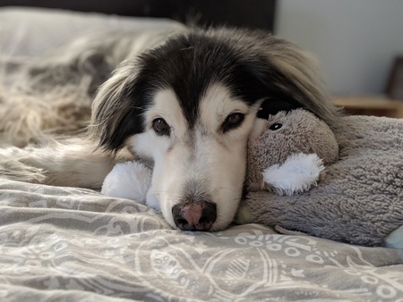 Entry image for Bruschi. Clicking this image will show a larger photo