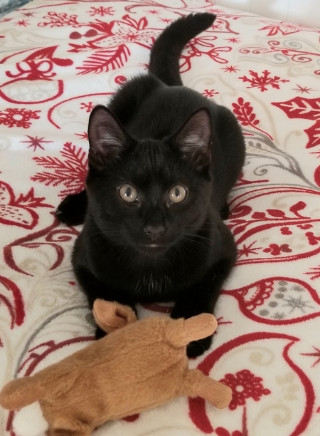 Entry image for Jamanji. Clicking this image will show a larger photo