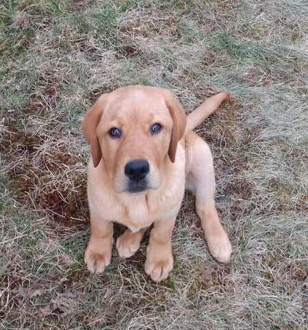 Entry image for Simba. Clicking this image will show a larger photo