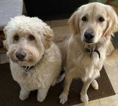 Entry image for Ellie and Georgia. Clicking this image will show a larger photo