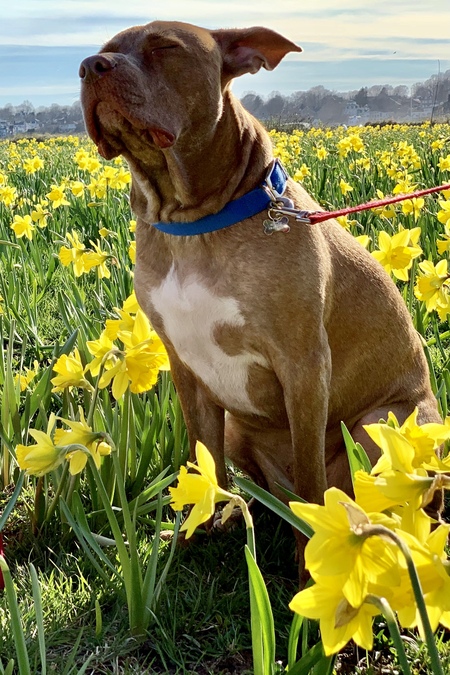 Entry image for Porter. Clicking this image will show a larger photo