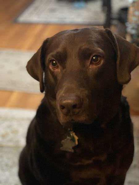 Entry image for Gator . Clicking this image will show a larger photo