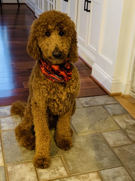 Entry image for Cassius Winston. Clicking this image will show a larger photo