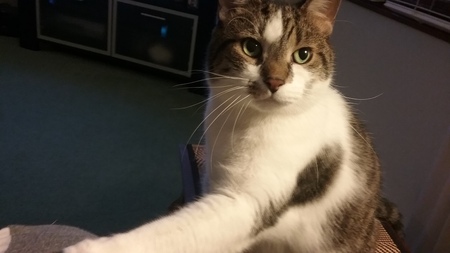 Entry image for Oliver. Clicking this image will show a larger photo