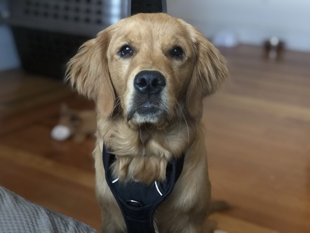 Entry image for Oliver. Clicking this image will show a larger photo