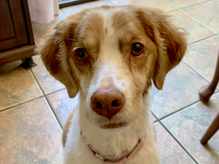 Entry image for Sidney Crosby. Clicking this image will show a larger photo