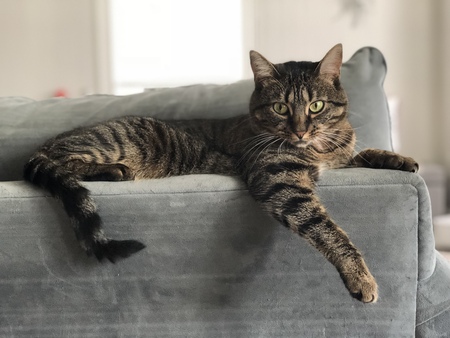 Entry image for Primrose. Clicking this image will show a larger photo