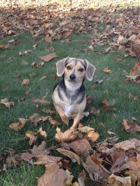 Entry image for Daisy. Clicking this image will show a larger photo