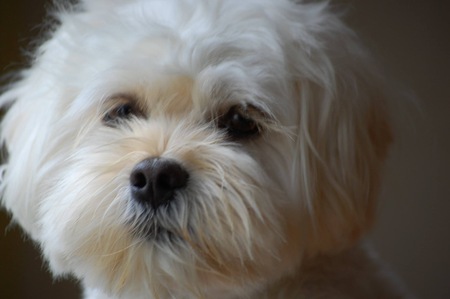 Entry image for Toby. Clicking this image will show a larger photo