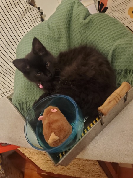 Entry image for Stormy. Clicking this image will show a larger photo