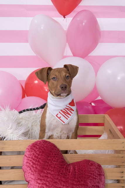 Entry image for Finn. Clicking this image will show a larger photo