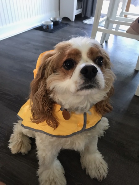 Entry image for Charlie (Charles Dickens). Clicking this image will show a larger photo