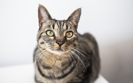 Entry image for Tiggy Mae . Clicking this image will show a larger photo