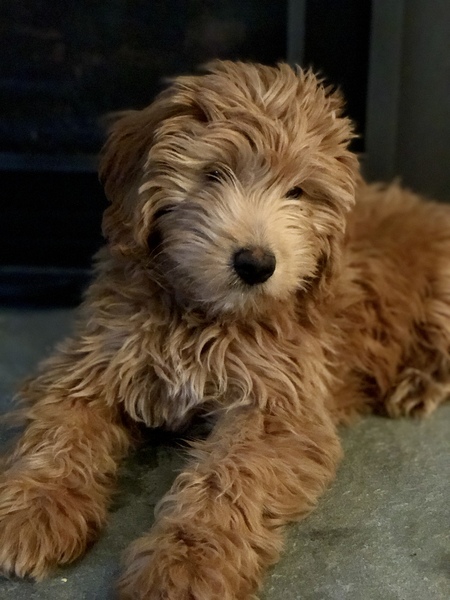 Entry image for Lexi. Clicking this image will show a larger photo