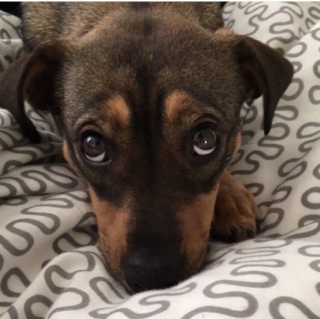 Entry image for Dolly. Clicking this image will show a larger photo