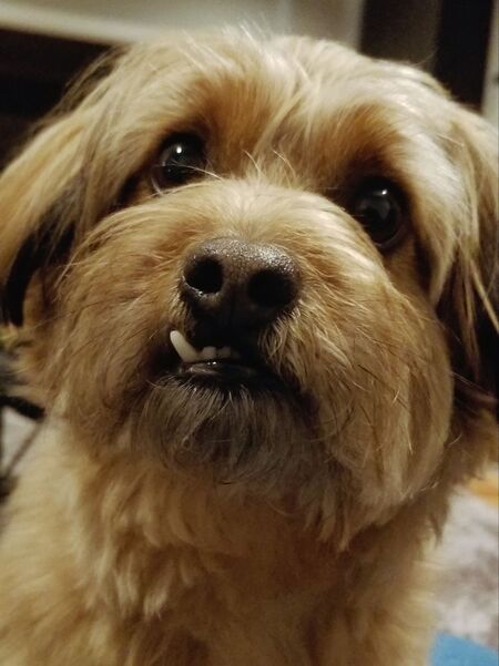 Entry image for Yogi. Clicking this image will show a larger photo